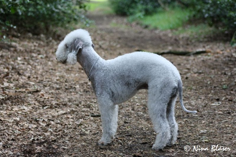 Airis Blue Volshebny Svet 2009-06-08 (21).JPG